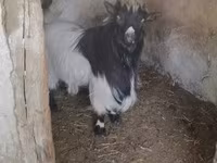 Cabro, Dutch Landrace goats — foto 1