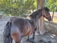 Mare, Horses — photo 5