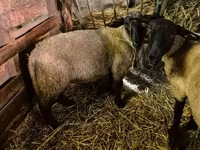 Qoʻchqor, White Suffolk sheep — 2-rasm