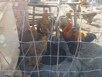 Brahma — foto 2