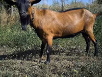 Kozioł, Kozy — zdjęcie 1