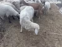 भेड़, भेड़ — फ़ोटो 3