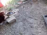 Chickens — foto 1