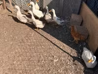 Ducks — 照片 3
