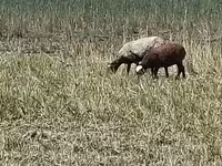 Ovca, Romanov sheep — fotografija 5
