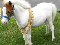Kobila, Miniature horse — fotografija 4