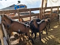 公山羊, Goats — 照片 4