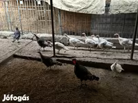 Turkeys — fotografija 1
