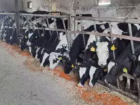Bik, Russian Black pied cattle — fotografija 1