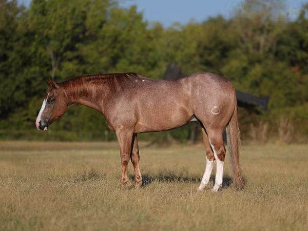 Кінь, Quarter Horse