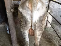 Bik, Swiss cattle — fotografija 8