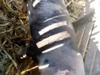 Sow, Pigs — photo 1