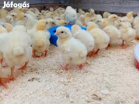 Chickens — الصورة 2
