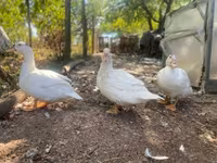 Ducks — fotografija 4
