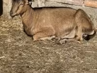 बकरा, Alpine goat — फ़ोटो 1