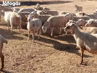 Ovejas (lote, sexo no especificado), Ovejas — foto 5