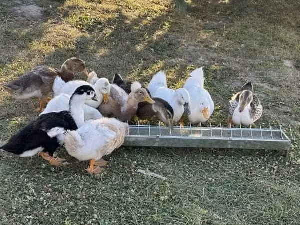 Ducks — Węgry