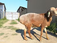 Ovan, Agin sheep — fotografija 5