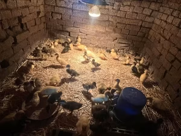 Ducks — Hungria