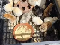 Chickens — Foto 3