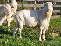 Козел, Saanen goat — фото 1