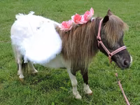 Kobila, Miniature horse — fotografija 7