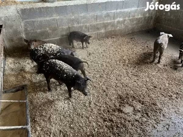 公猪, Мангалица