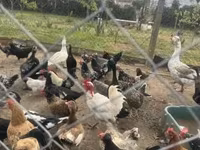 Chickens — fotografija 1