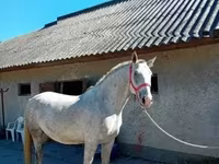 雄馬, Lipizzaner — 写真 3