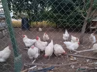 Chickens — photo 2