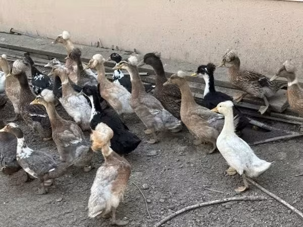 Утки