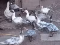 Ducks — Foto 1