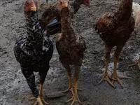 Chickens — fotografija 4
