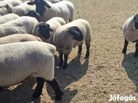 Schaf, White Suffolk sheep — Foto 4