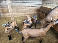Cabra, Alpine goat — foto 2