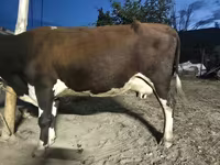 Krowa, Latvian Blue cattle — zdjęcie 2