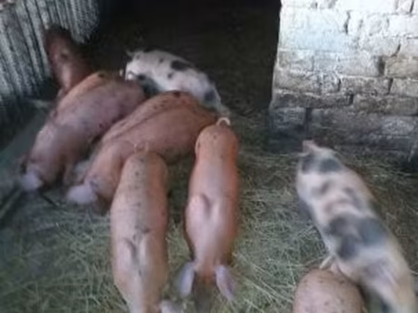 Świnie (partia, płeć nieokreślona), Świnie