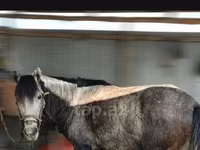 Pastuv, Azerbaijan horse — fotografija 1