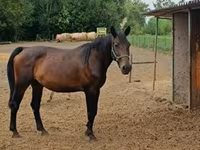 雌馬, Nonius horse — 写真 1