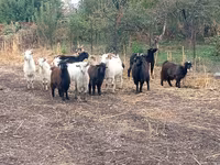 Cabra, Alpine goat — foto 2