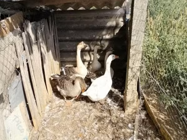 Geese