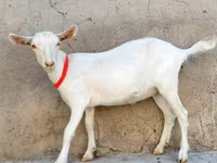 Koza, Saanen goat — fotografija 3