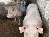Cerdos (lote, sexo no especificado), Cerdos — foto 2