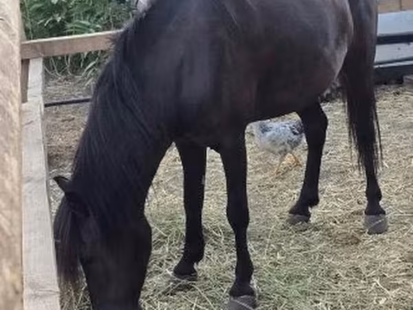Yegua, Caballos