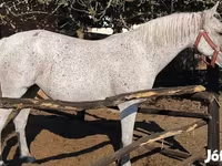 Yegua, Lipizzaner — foto 3