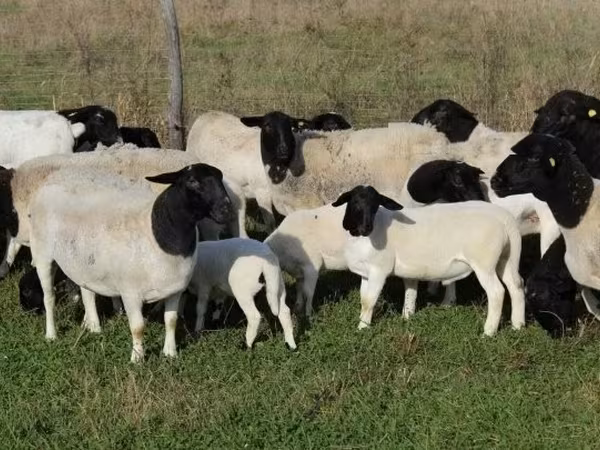 羊（ロット、性別未指定）, Dorper sheep