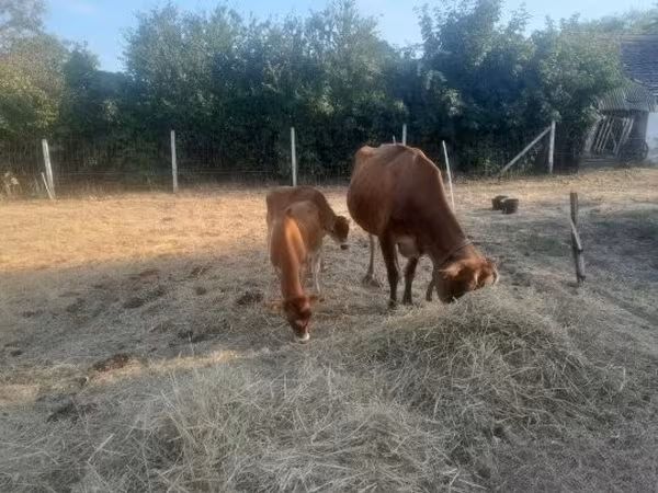 Vaca, Raça Jersey — Hungria