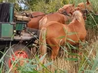 Égua, Cavalos — foto 3