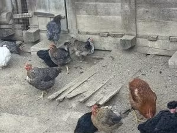 Chickens — Węgry