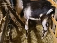 公山羊, Goats — 照片 2